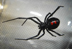 black_widow