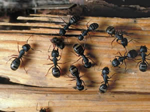 carpenter_ants