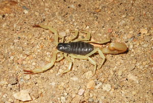 giant_desert_hairy_scorpion_1