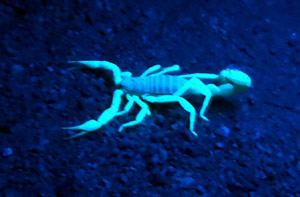 giant_desert_hairy_scorpion_2