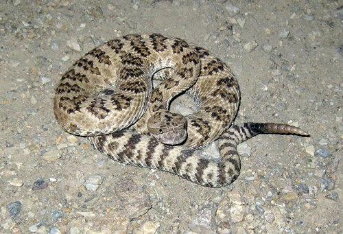 great_basin_rattlesnake