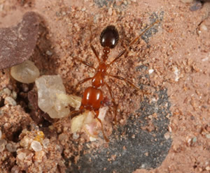 red_imported_fire_ant